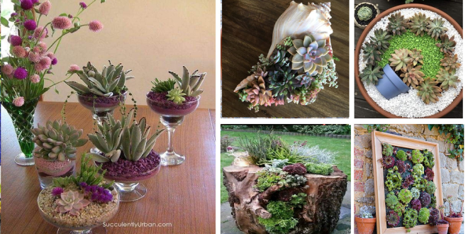 Amazing diy succulents for your balcony