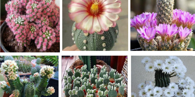9+ Growing cacti ideas at home