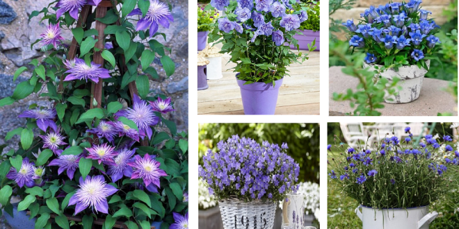 16+ Stunning purple flowers to grow in spring