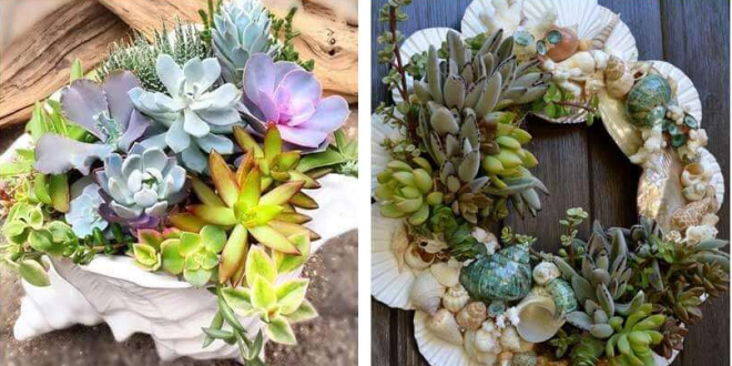17+ DIY Seashell Succulent Planting Ideas